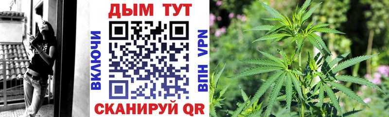 Купить  Чухлома  Каннабис сатива 